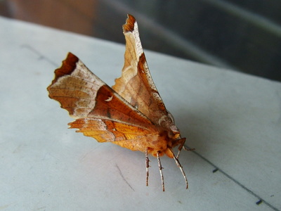 Lunar Thorn